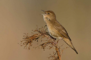 Nightingale kriket - ptica, a ne kukac Nightingale kriket - ptica, a ne kukac
